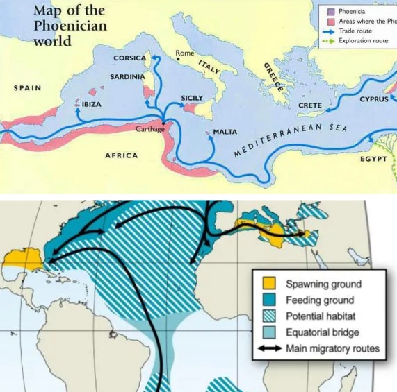 Above, map of the phoenician trade routes, and below, migratory routes (black arrows) of bluefin to spawning sites (yellow zones). In blue zones the tunas go looking for food and stop feeding during spawning