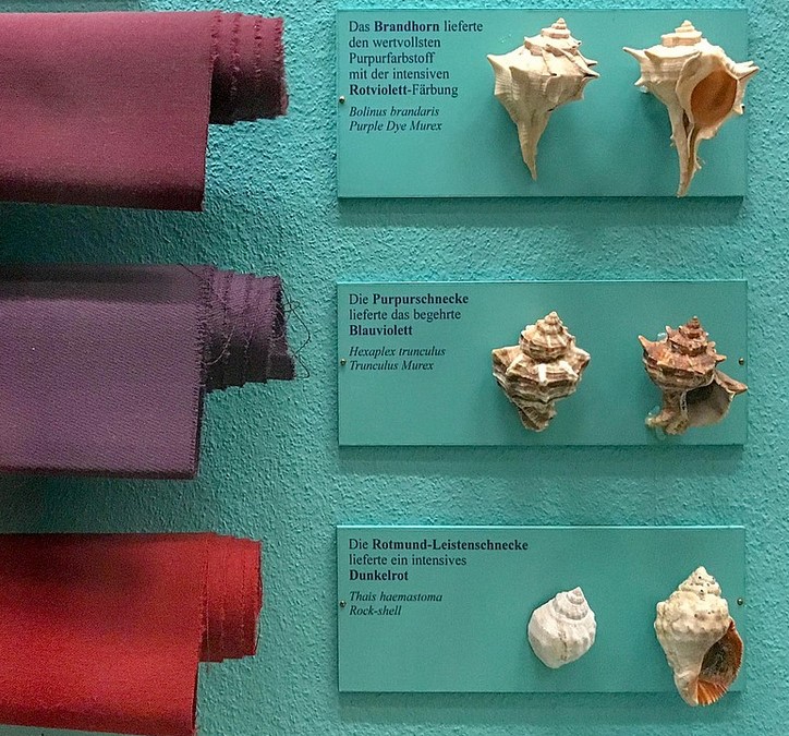 Purple dyed fabric with their corresponding sea snail - Exhibit of the Museum of Natural History in Vienna.